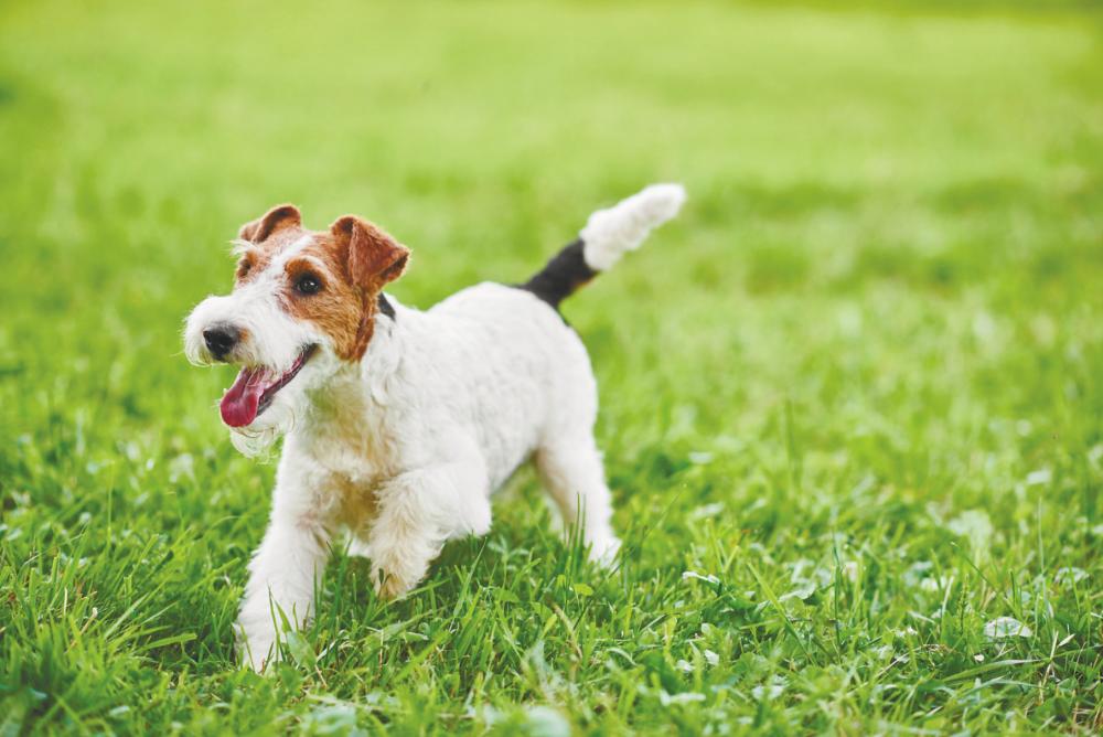 A recent study indicates that two types of dogs show more play behaviour: herding and hunting dogs. - AFP-Relaxnews