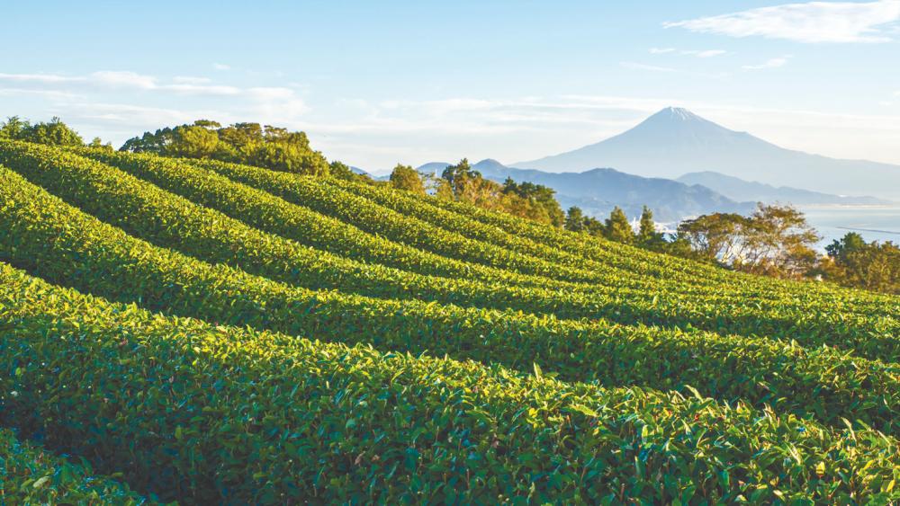 Shizuoka Prefecture is perfect for cultivating the best quality and delicious tasting Japanese green tea. – EXPLORESHIZUOKA $!Shizuoka Prefecture is perfect for cultivating the best quality and delicious tasting Japanese green tea. – EXPLORESHIZUOKA