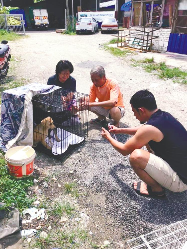 $!TNRM members setting up equipment to trap dogs to neuter. – Courtesy of Stuart Tan