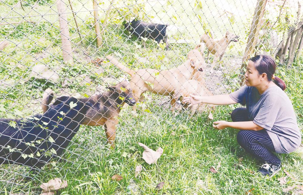 Kalaivanan said shelters and NGOs provide critical services, including care, rehabilitation and adoption programmes for strays. – MASRY CHE ANI/THESUN