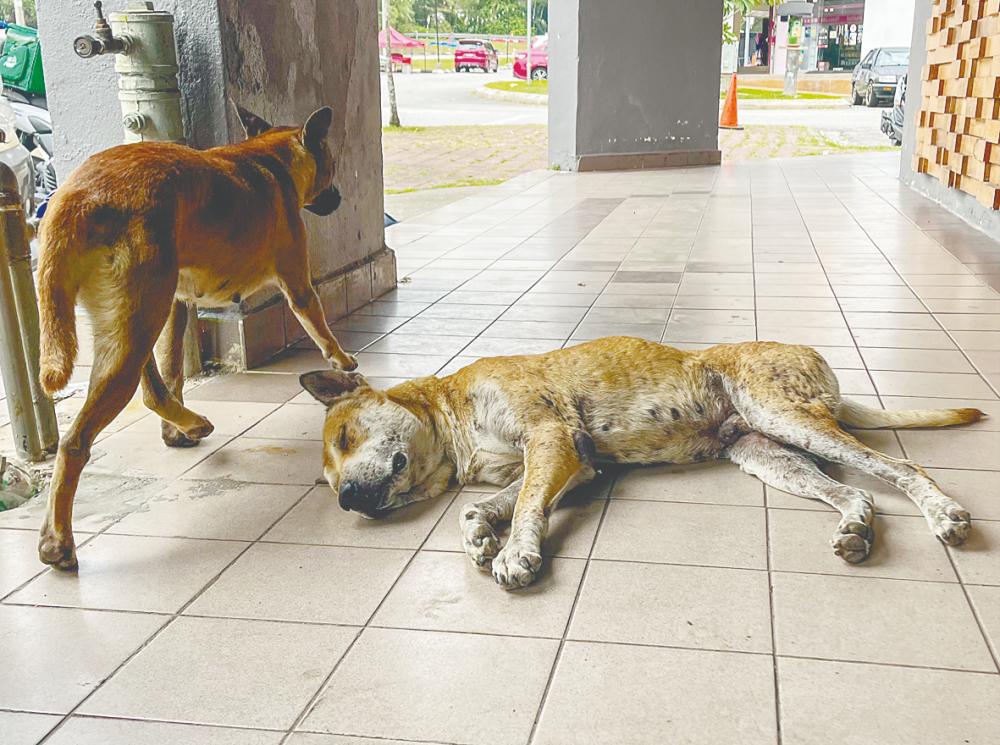 Amilan said euthanasia is permitted under specific conditions, such as animals suffering from diseases or cases of population control in which no ownership exists. – Amirul Syafiq/theSun