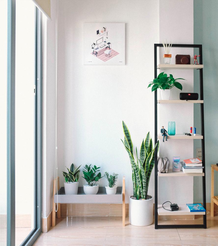 $!Plants help brighten up a room — PHOTO COURTESY OF HUY PHAN