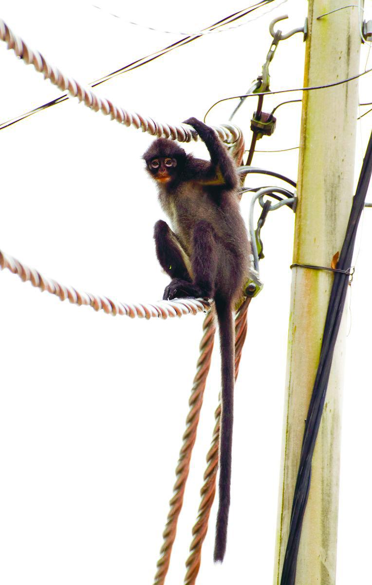 Despite its critically endangered status, Nadine said the Raffles’ Banded Langur is notably absent from Malaysia’s national conservation agenda. – Pic courtesy of Lee Zan Hui