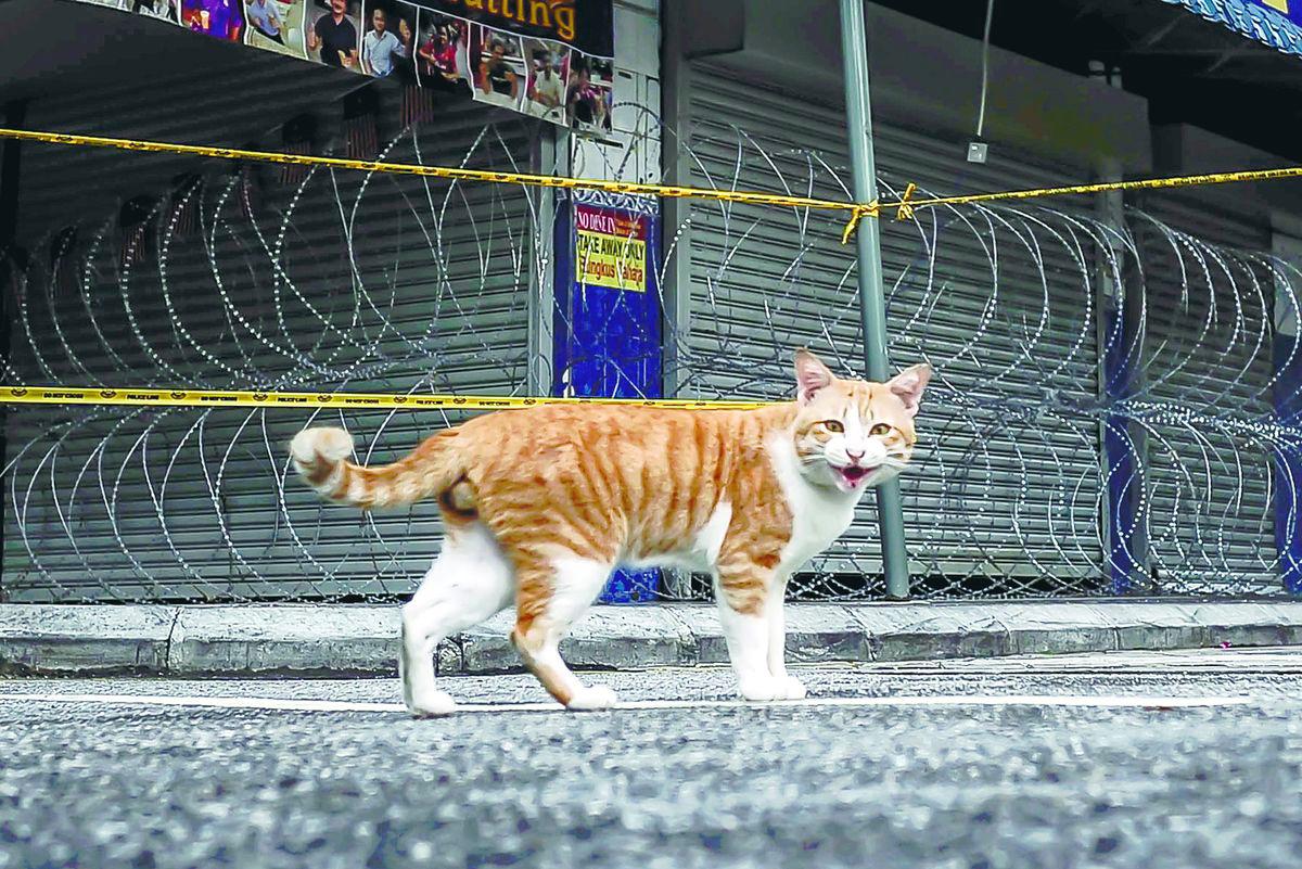 By saving a stray, we not only give an animal a second chance at life, but also build bridges among communities, fostering a Malaysia that is not just diverse but compassionate and united in action. – Adib Rawi Yahya/theSun