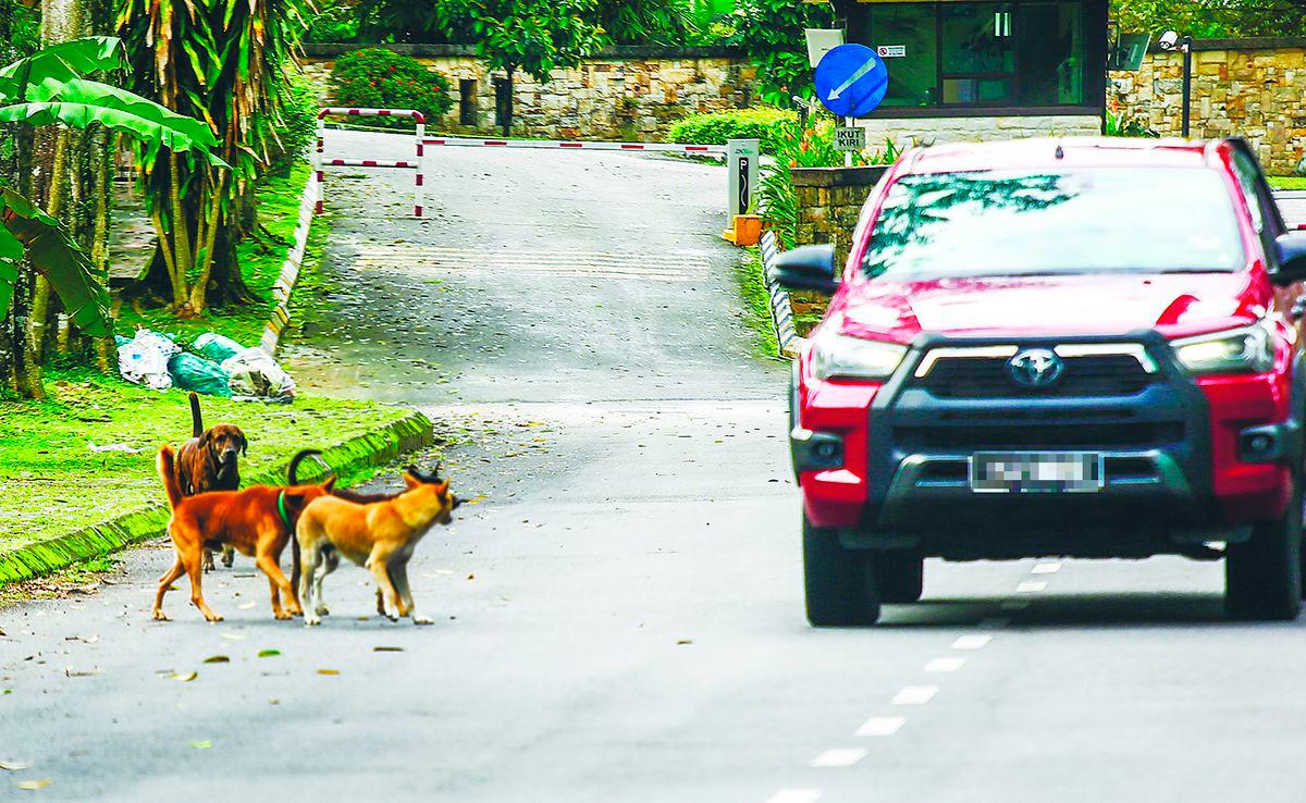 The association stressed that stray management is not merely an animal welfare issue but also a public health concern. – Adam Amir Hamzah/theSun