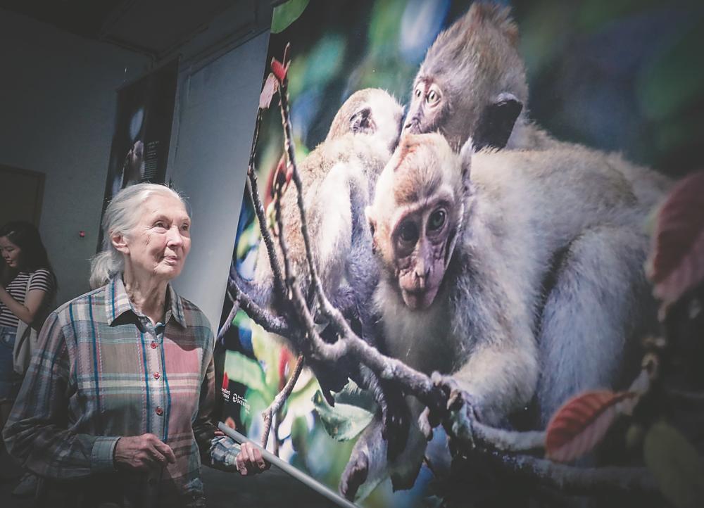 Dr Jane Goodall admiring a photo of Long-Tailed Macaques at the Project Monyet exhibition. – ASHRAF SHAMSUL/THESUN