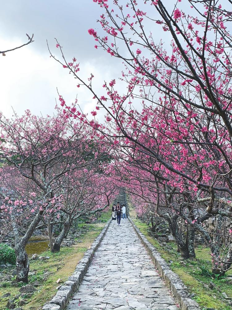 Sakura path at Nakijin Castle.– ADELINE LEONG/THESUN