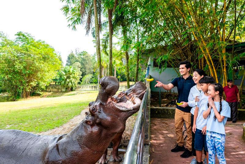 $!Catch a glimpse of these hippos when you make a trip down to Paya Indah Discovery Wetlands at Gamuda Cove. If you’re there on time, you may even catch their feeding sessions.