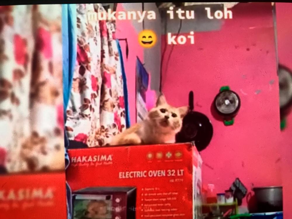 $!The poor cat was horrified over the sounds of a massive argument. – Screenshot taken from TikTok