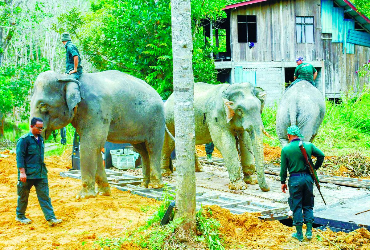 There are efforts underway by NGOs, wildlife departments and international partners but they are not enough unless every highway, plantation, township and policymaker commit to coexistence. – BERNAMApix