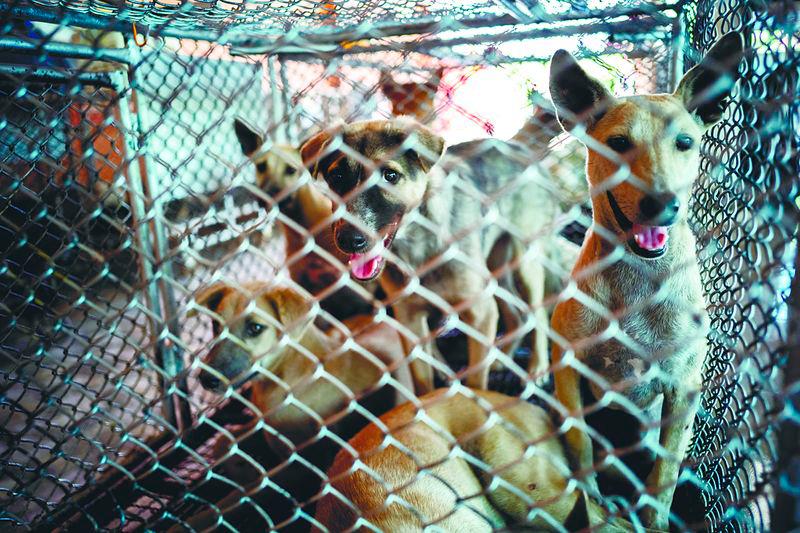 Killing stray dogs is inhumane, unethical and not a sustainable solution. – REUTERSPIX