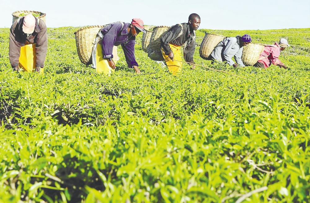 The crates of tea harvested by the workers were sent by road to the Mombasa tea auction. – REUTERSPIX