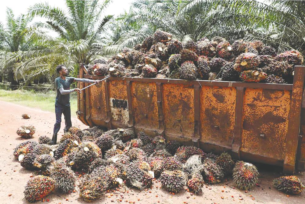 A worker loading palm oil fruit bunches at an oil palm plantation. – REUTERSPIX