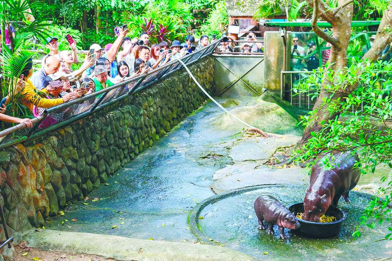 Pygmy hippos are shy creatures that prefer solitude – REUTERSpix