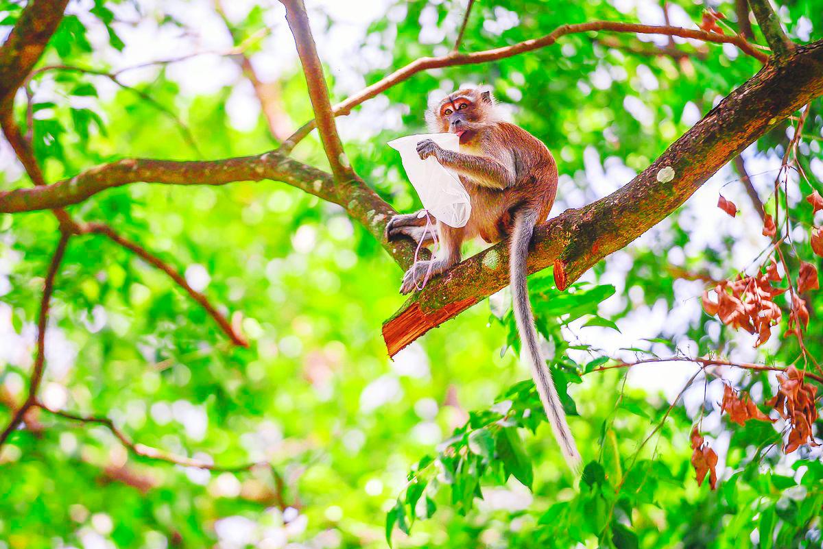With the population of most nations still growing, more forests will continue to be chopped down to create farmlands, towns and factories. This will release huge amounts of carbon dioxide into the atmosphere, warming the air further. – Adib Rahwi Yahya/theSun