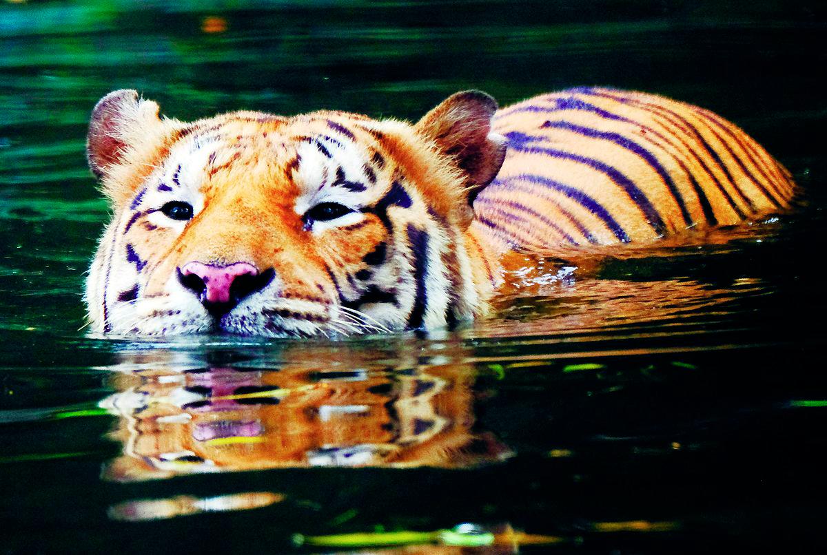 Protecting the Malayan tiger is not just a conservation issue; it is also about protecting Malaysia’s pride, heritage and future. - BERNAMAPIC