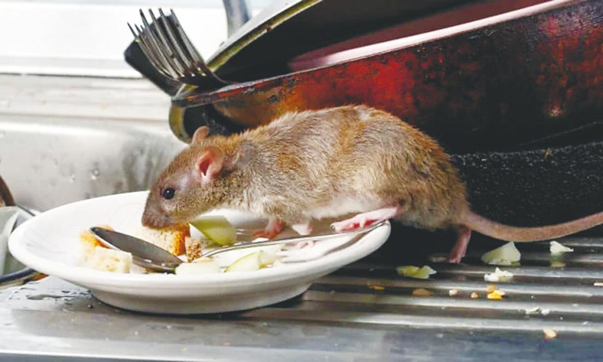 The infection is caused by leptospira bacteria, commonly found in the urine of rats and other infected animals. – Adib Rawi Yahya/theSun