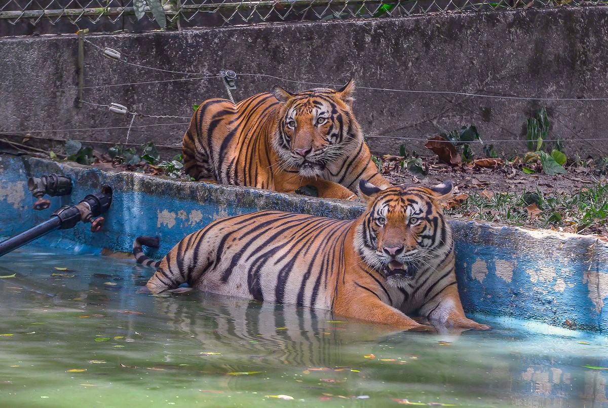Abdul Kadir said efforts are carried out consistently to ensure the Malayan tiger can be preserved for future generations. – Adib Rawi Yahya/theSun