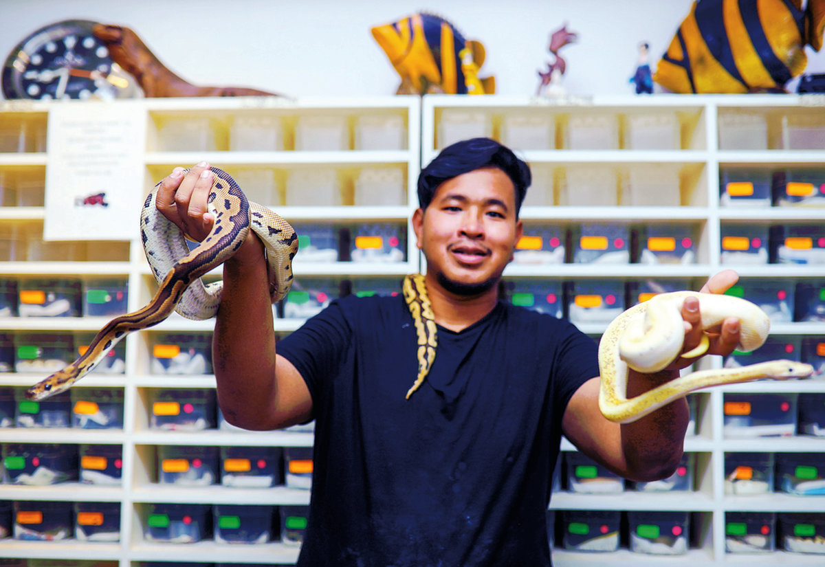 Individuals who wish to import, export, sell or keep snakes must apply for a licence or special permit from the Wildlife and National Parks Department. – theSunpix
