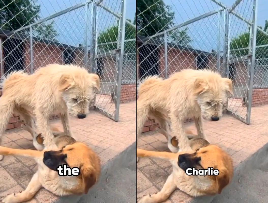 Credit: animalgathering TikTok