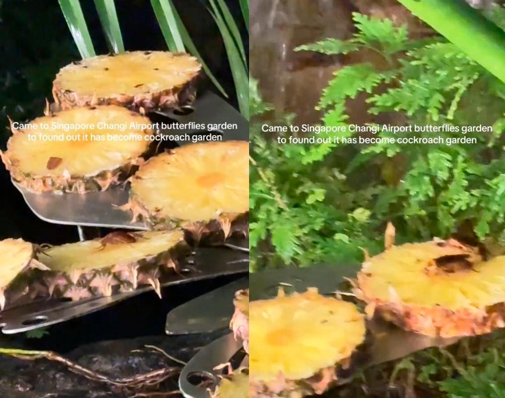 Credit: TikTok