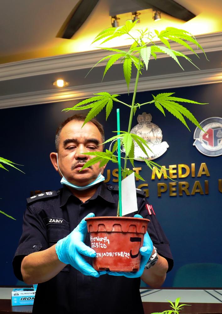 $!Tiga ‘petani’ pokok ganja dicekup