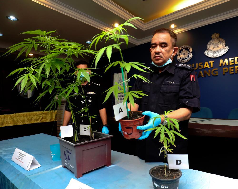 Ketua Polis Daerah Seberang Perai Utara ACP Noorzainy Mohd Noor menunjukkan pokok ganja yang dirampas dalam tiga serbuan di Butterworth, semasa sidang media, hari ini. MASRY CHE ANI/THE SUN