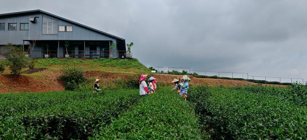 Tongluo Tea Factory offers visitors an insightful workshop on Taiwan’s most beloved beverage. - PICS BY YASMIN ZULRAEZ/THESUN