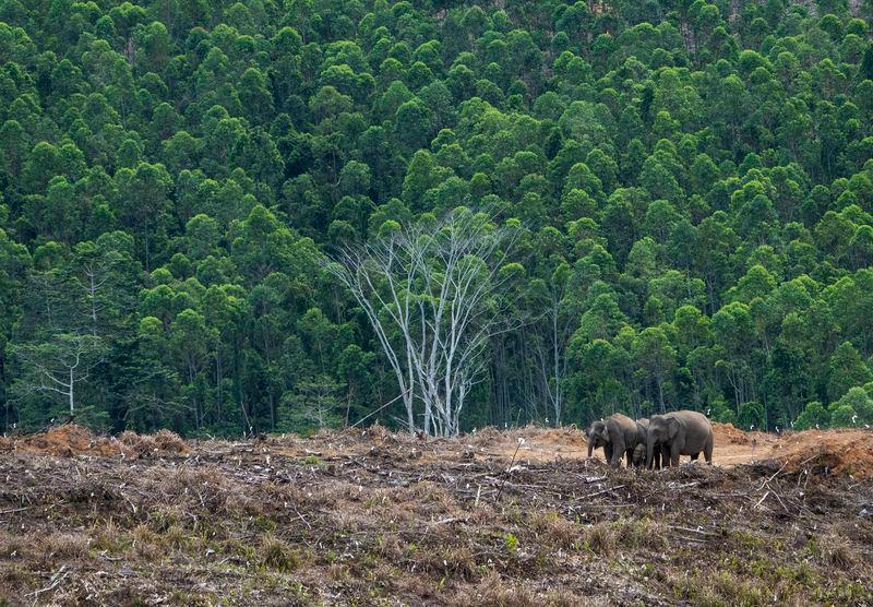 Cheah said elephants are forced to venture into plantations and settlements for food, which leads to increased conflict. – BERNAMAPIC