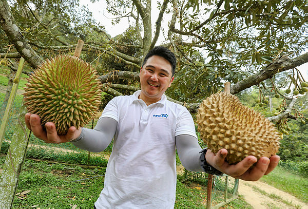 Newleaf Plantation Bhd managing director Kenny Wan holds up some durians during a tour of the Newleaf durian plantation in Raub, Pahang. — Sunpix by Amirul Syafiq Mohd Din