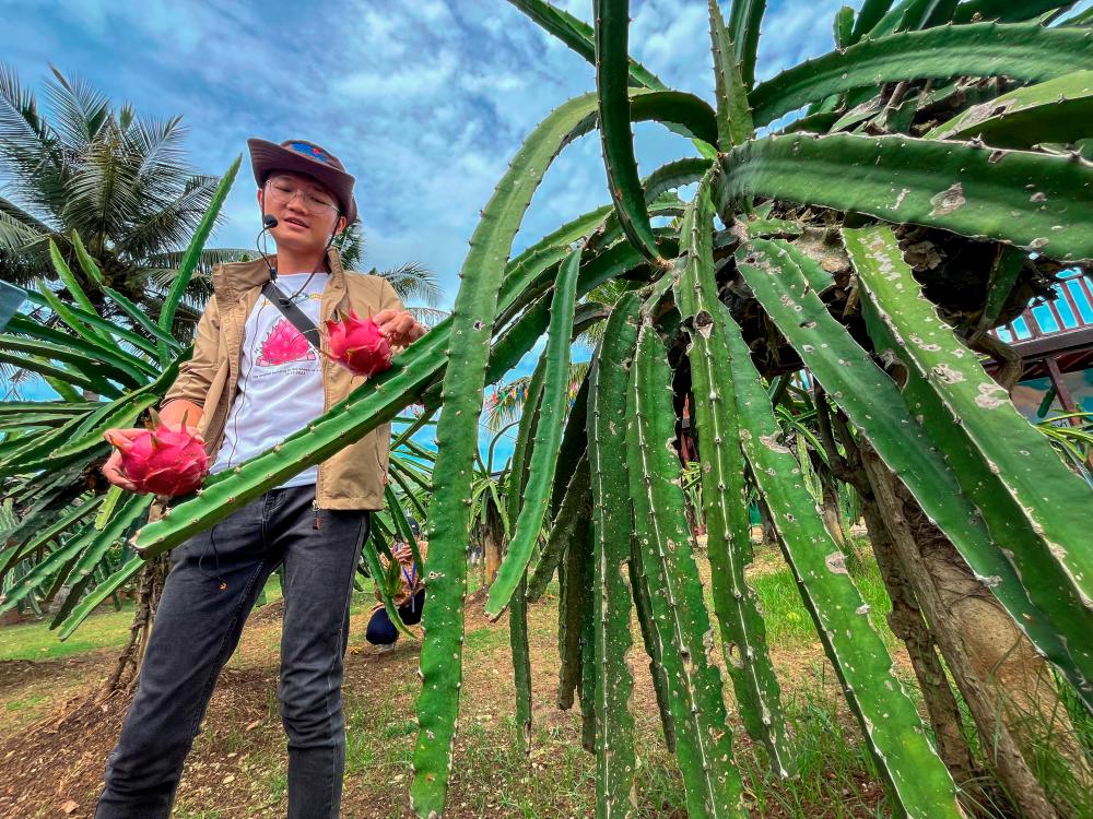 HL Dragon Fruit Eco Farm offers a unique and tasty dragon fruit farm experience. $!HL Dragon Fruit Eco Farm offers a unique and tasty dragon fruit farm experience.