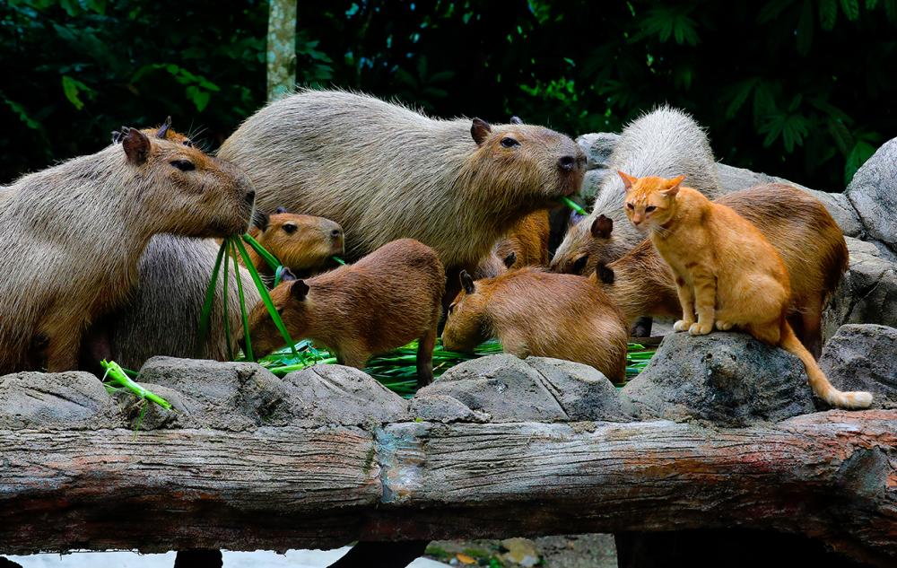 OYEN &amp; CAPYBARA