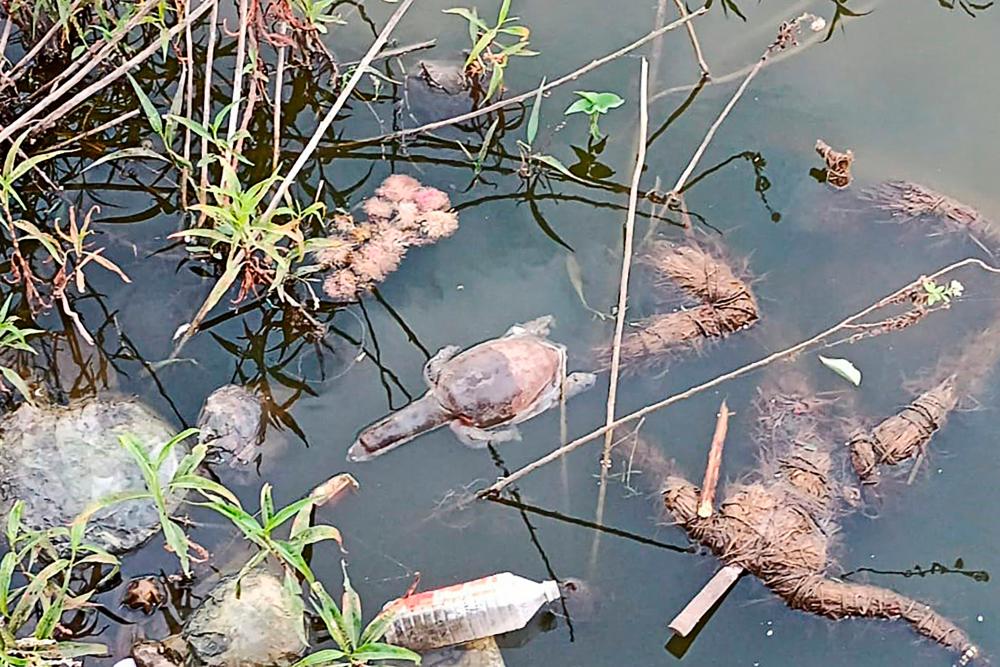 n this picture taken on January 22, 2022, a dead turtle floats on the Gauripada lake in Kalyan around 40 km from Mumbai, after dozens of turtles were found dead for suspected poisoning, Indian wildlife experts reported. AFPPIX
