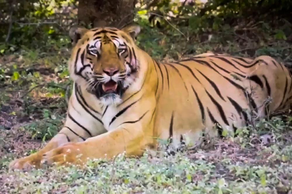 This screengrab from a handout video taken on March 28, 2020, by the Wildlife Institute of India and released on April 4, 2020, shows a tiger named Walker at the Dnyanganga Wildlife Sanctuary in Gerumatargaon, Maharashtra. — AFP