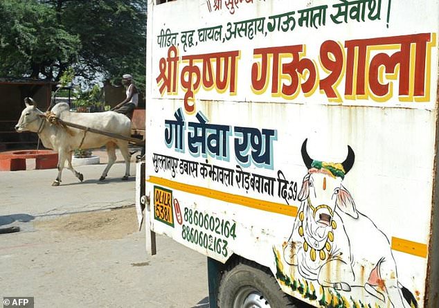 A special ambulance for cows in New Delhi. The animals are revered by Hindus and are frequently the centre of political battles and lynch mob attacks. — AFP