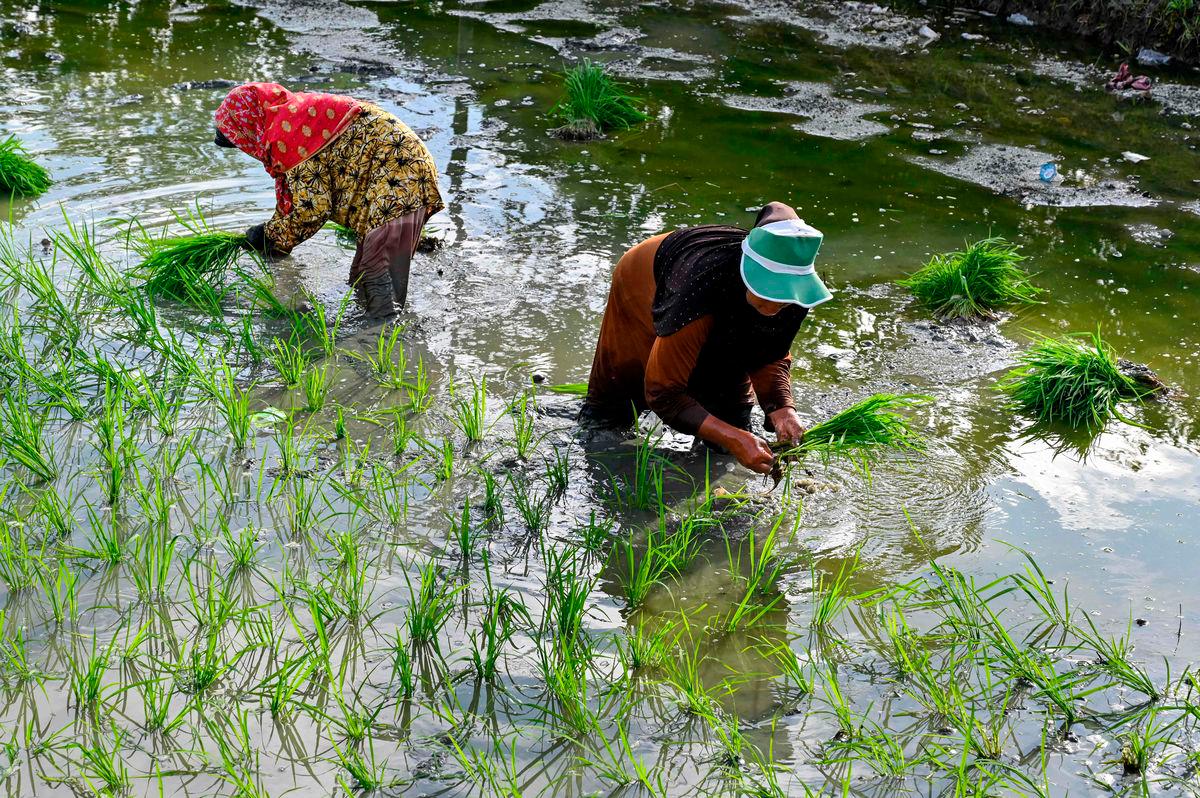 For representational purposes. FILEpix: Farmers plant rice seedlings at a paddy field in Indonesia. AFPpix