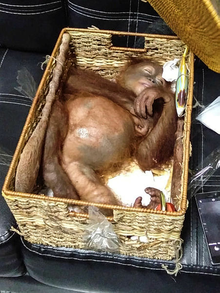 This handout picture taken and released on March 23, 2019 by the Natural Resources Conservation Agency of Bali shows a rescued two-year-old orangutan resting inside a rattan basket, after a smuggling attempt by a Russian tourist at Bali’s international airport in Denpasar. — AFP