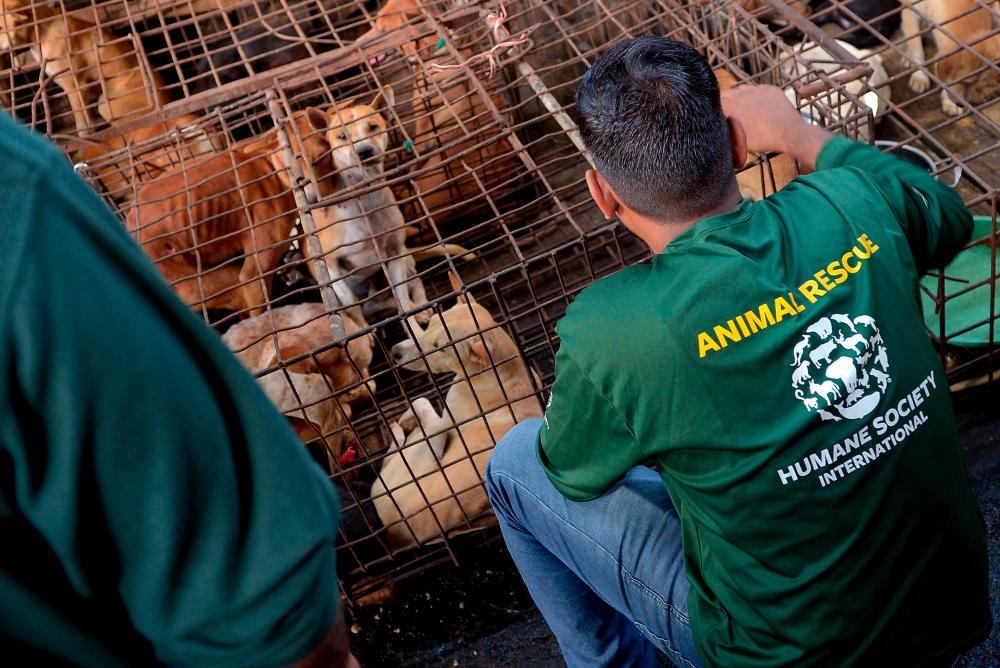 Activists look at dogs at a slaughterhouse in Tomohon on July 21, 2023, as the Humane Society International and Animal Friend Manado Indonesia freed 21 dogs and three cats from slaughterhouses before they were sold as meat. AFPPIX