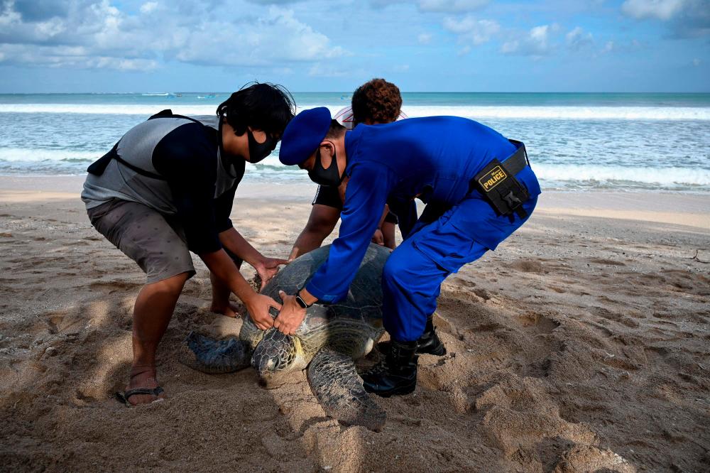 $!A Marine police (R) prepares to release a green sea turtle on Kuta beach near Denpasar on the Indonesian resort island of Bali on August 5, 2020, after police arrested seven people on the Serangan waters for allegedly attempting to smuggle 36 green sea turtles. / AFP / SONNY TUMBELAKA