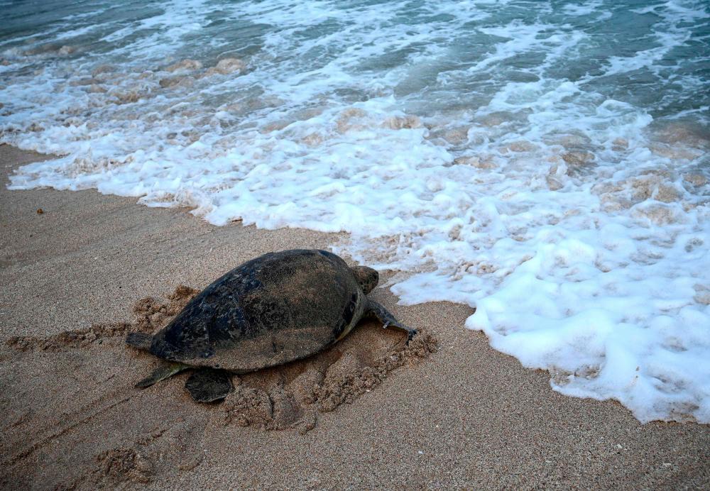 A green sea turtle makes its way after being released on Kuta beach near Denpasar on the Indonesian resort island of Bali on August 5, 2020, after police arrested seven people on the Serangan waters for allegedly attempting to smuggle 36 green sea turtles. / AFP / SONNY TUMBELAKA