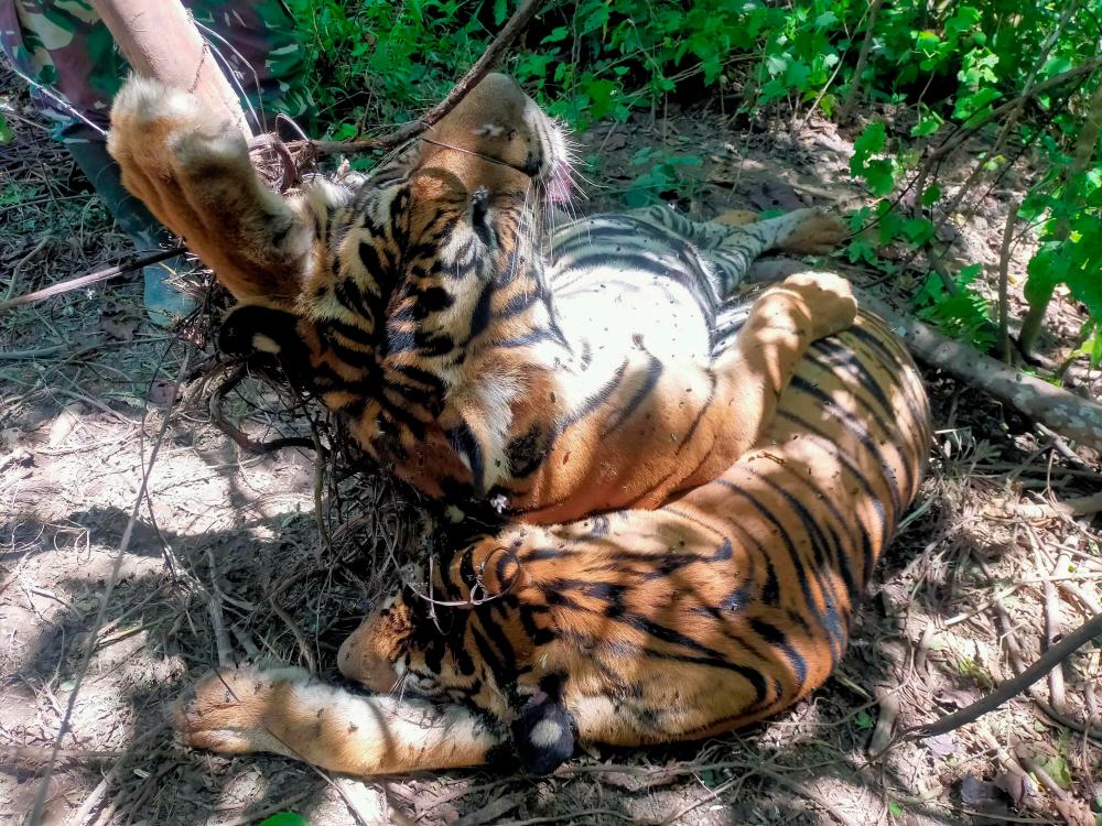 This handout photo taken on April 24, 2022 and released by the Indonesian Police on April 25 shows the carcasses of two out of three critically endangered Sumatran tigers found dead in snares in two nearby locations near Sri Mulya village in Peunaron, Indonesia’s easternmost Aceh province. AFPPIX