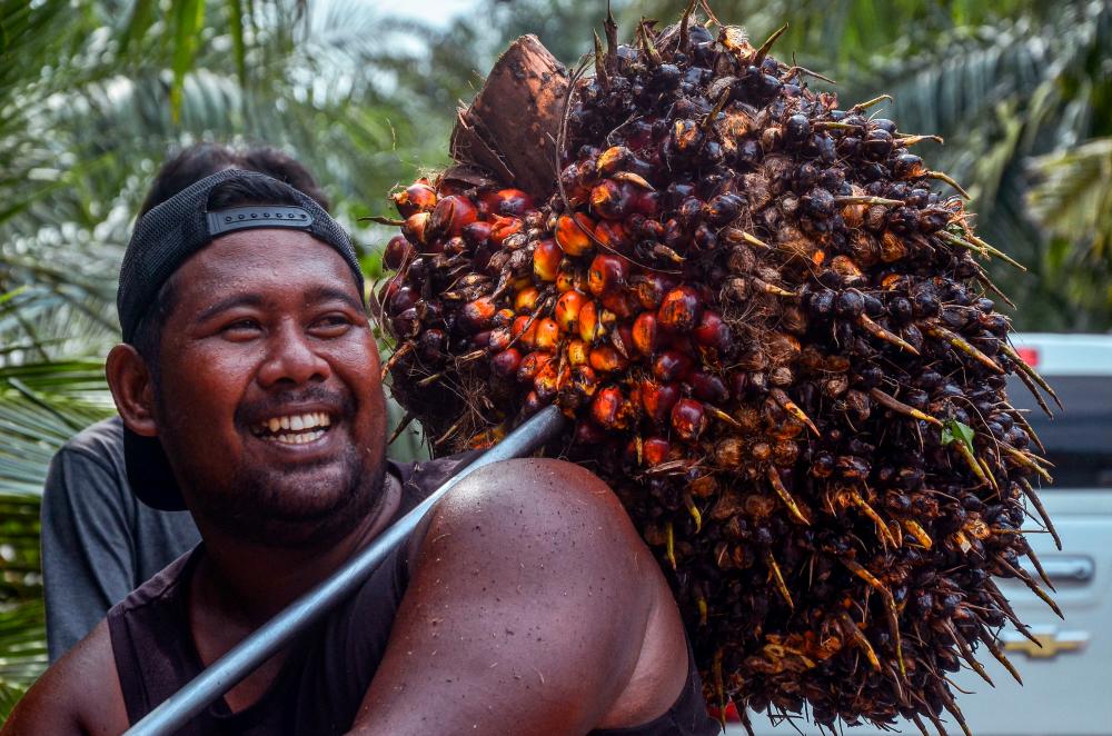 A worker lifts harvested palm fruits to a transport truck before being processing into crude palm oil (CPO) at a palm plantation in Pekanbaru on April 23, 2022. AFPPIX