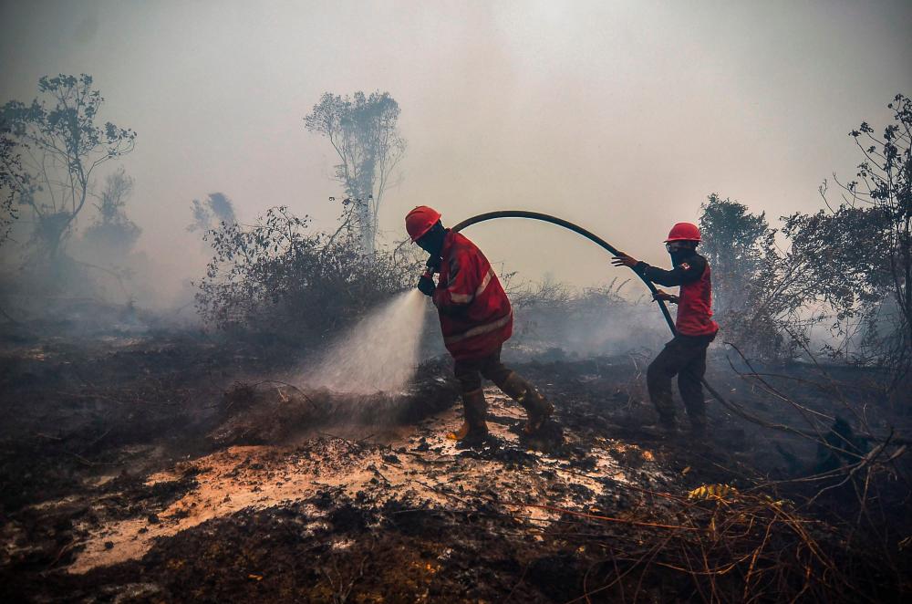 Firefighters battle the burning peatland in Kampar of Riau province, Indonesia on September 18, 2019. - AFP