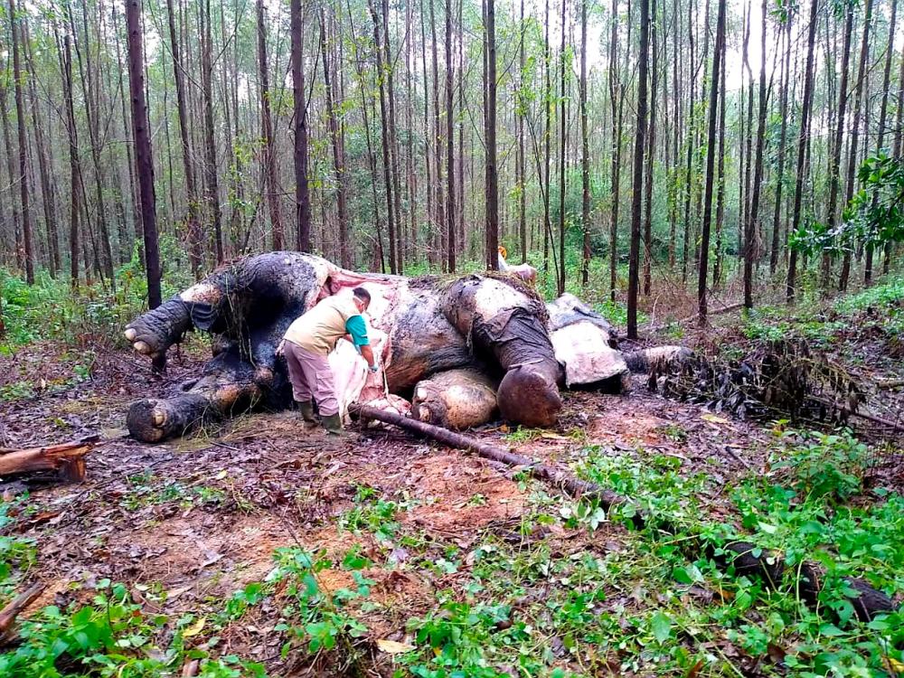 This handout picture taken on Nov 19, and released on Nov 20 by Indonesian Natural Resourches Conservation shows veterinarians examining a dead elephant at an industrial forest concessions in Bengkalis, Riau province. — AFP