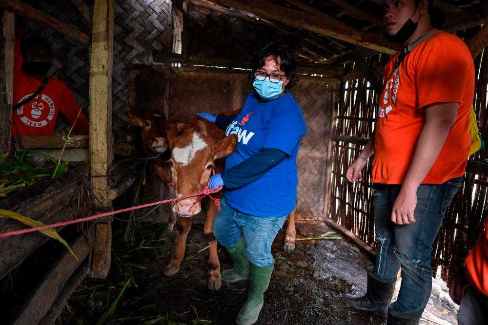 This picture taken on December 8, 2021 shows a veterinarian examining a cow injured during the eruption of Mount Semeru volcano, in the village of Sumber Wuluh in Lumajang. AFPPIX
