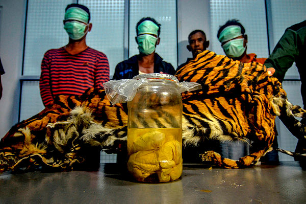 This picture taken on Dec 7, 2019 shows the three Indonesian men, wearing masks, being paraded with a seized Sumatran tiger skin and four tiger foetus in a jar, after they were caught by the wildlife enforcement team as they tried to sell these items in Pekanbaru, Riau — AFP