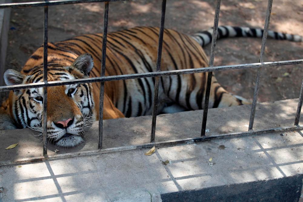 A Siberian tiger cools off amid sweltering temperatures at the Baghdad Zoo in the Iraqi capital on August 8, 2023. AFPPIX