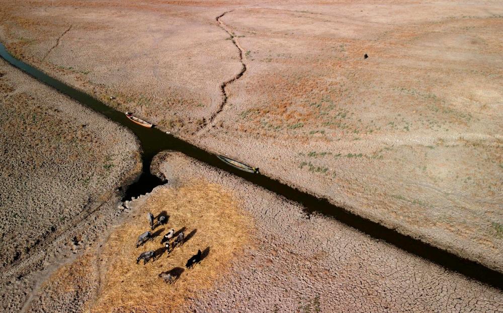 This aerial view shows water buffaloes grazing on straw while surrounded by dried and cracked and dried up soil in a section of Iraq's receding southern marshes of Chibayish in Dhi Qar province, on July 24, 2022. - AFPPIX