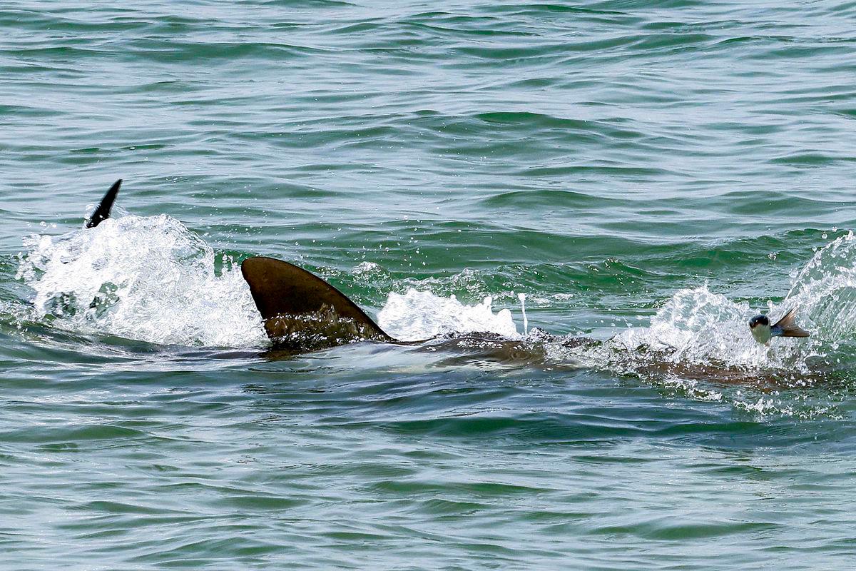 Shark fins are pictured as they swim the Mediterranean sea waters off the coast of Hadera in central Israel on April 22, 2025. AFPpix