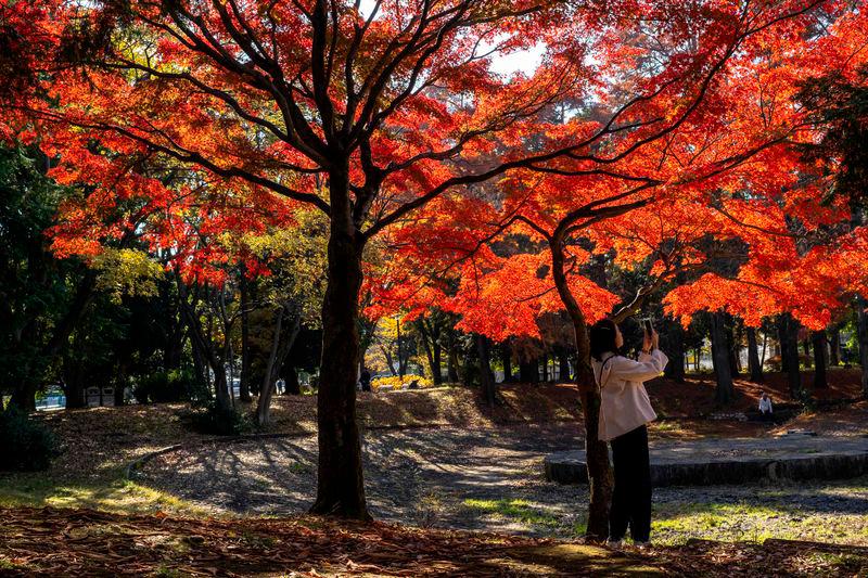 A woman takes pictures underneath a maple tree in autumn colours at a park outside Kiyosumi Garden in Tokyo - AFPpix